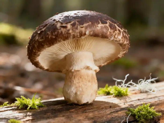 Immune Benefits of Organic Shiitake in Functional Nutrition